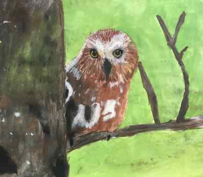Owl In Tree Watercolor
